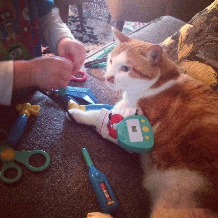 一大波可爱的喵星人正在靠近!这次一波吸猫吸到爽