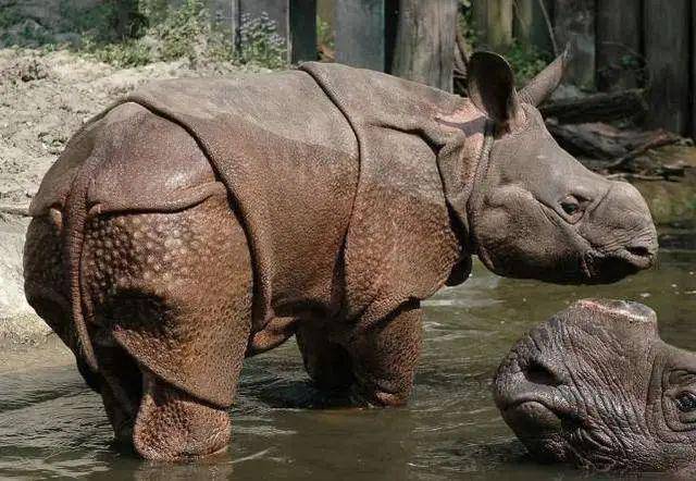 一只吃坏肚子的河马被狮子咬住尾巴接下来看河马如何神操作