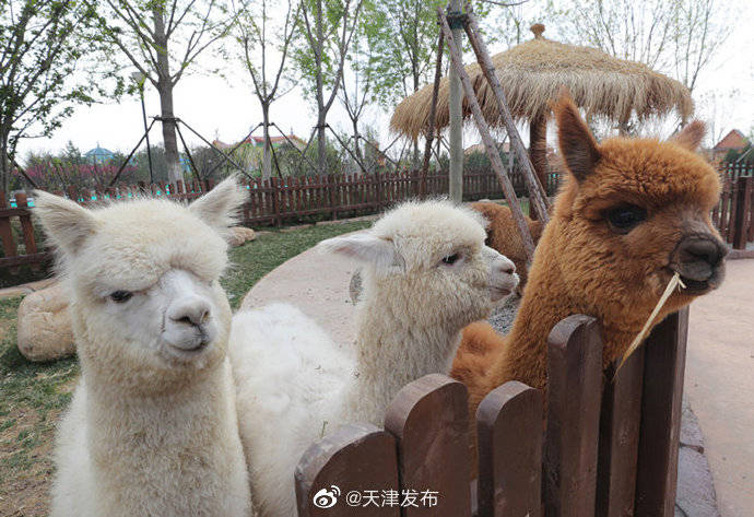 天津首座多元素亲子游乐园亿利生态精灵乐园明日开园
