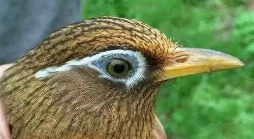 画眉鸟最能打的眉线图片