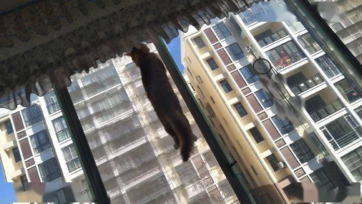 上吊了▼还挺傲娇做错事说不得▼眼神又凶又犀利的▼作业哪有猫好玩▼