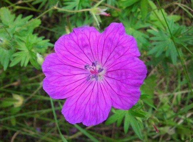 一顺利二吉利三发达的7个生日尾数67