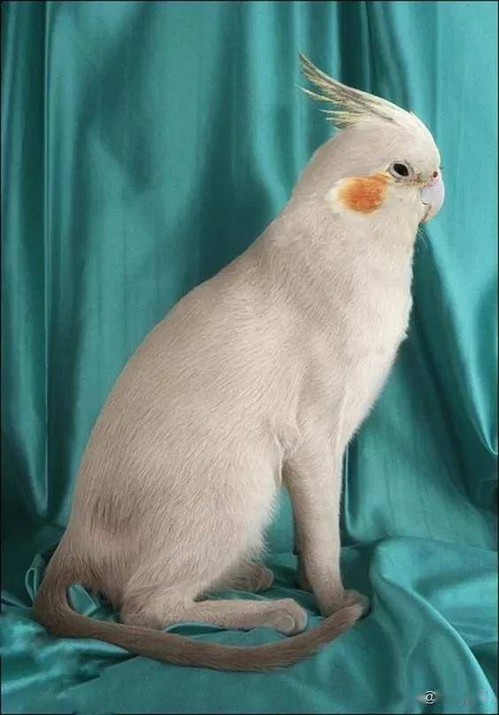 这些动物成精了