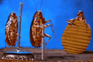 蟑螂动图gif图片
