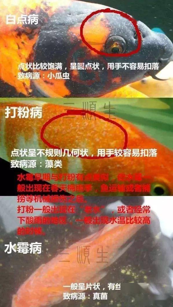 经验| 白点?打粉?水霉?一张图教会你!
