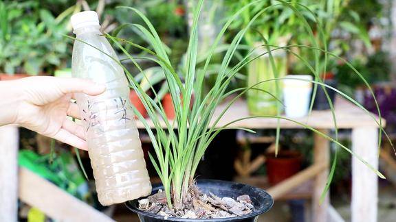 养兰花用淘米水浇灌是大错可别再犯了