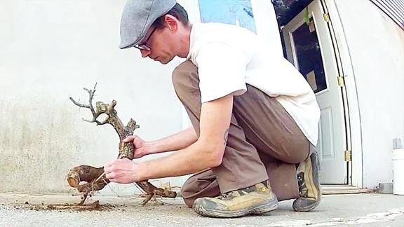 野外看到一棵树桩造型好看将它挖回家制作成盆景能活吗