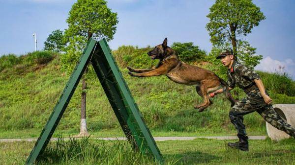 戰鬥力滿滿酷圖帶你看軍犬專業訓練