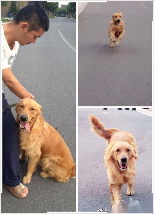 有着非常治愈的笑容,邢佳栋喊它叫彪子.