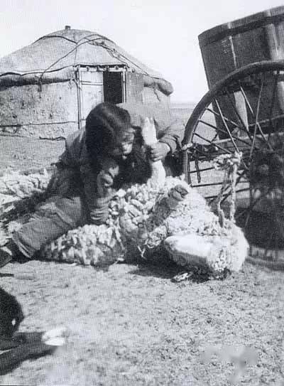 杀羊,男人活女人干缝袍,女人活男人干看完这张想作诗!