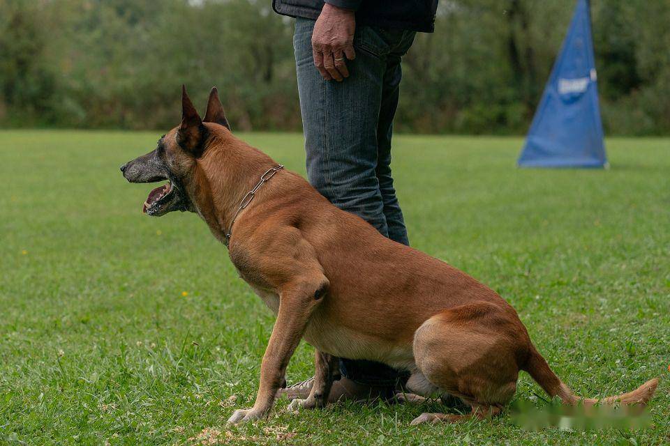 马犬训练有诀窍,掌握技巧并非难事,人人都能训好爱犬