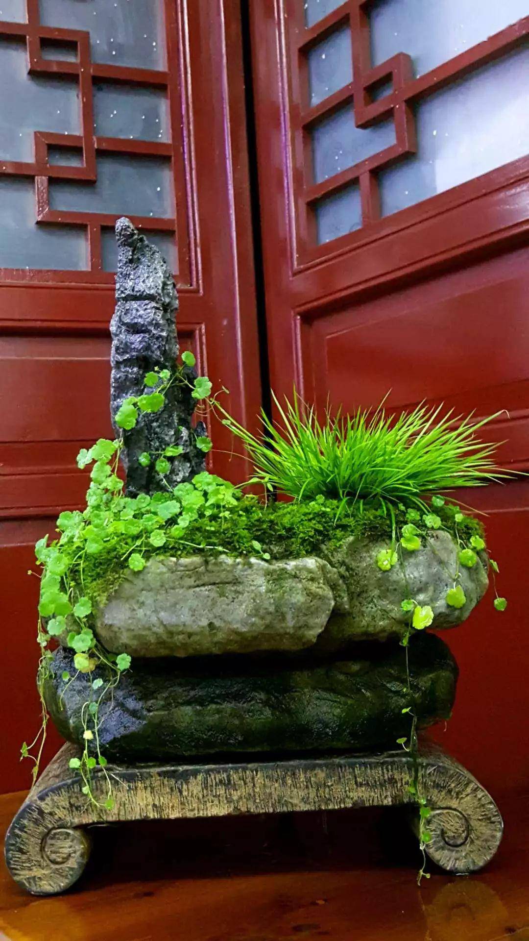 石菖蒲家庭盆栽方法图片