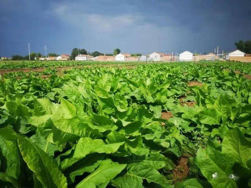 高蛋白,降三高的食叶草福利来了,来惠叶购物的顾客免费送食叶草盆栽