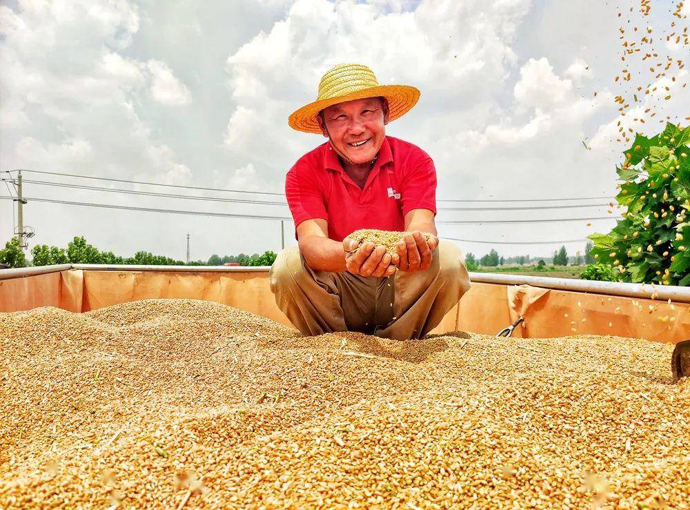豫东粮仓小麦熟麦季开镰迎丰收