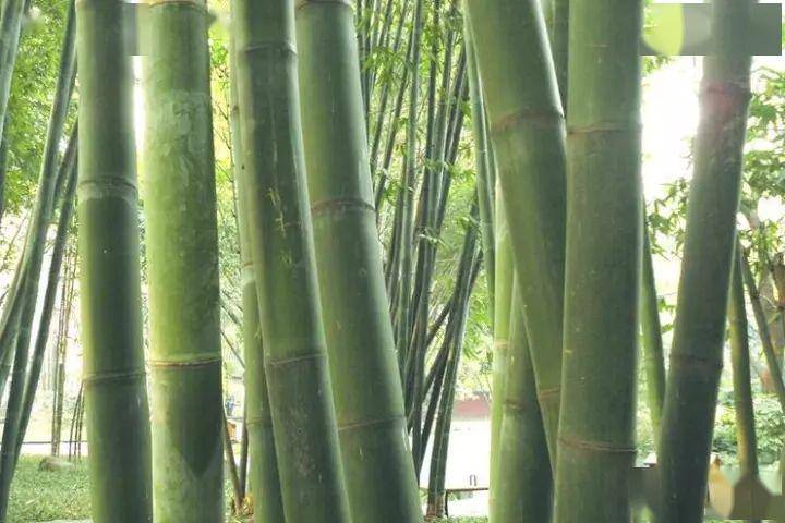 竹种类龙丹竹