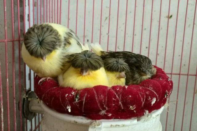 这些类鸟的发型,帅到没朋友_菊花