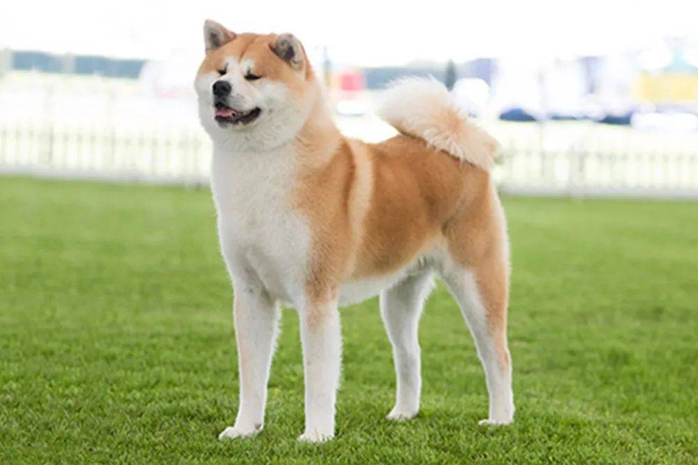百科 秋田犬 感动世界的忠犬 日本 秋田县 狗狗
