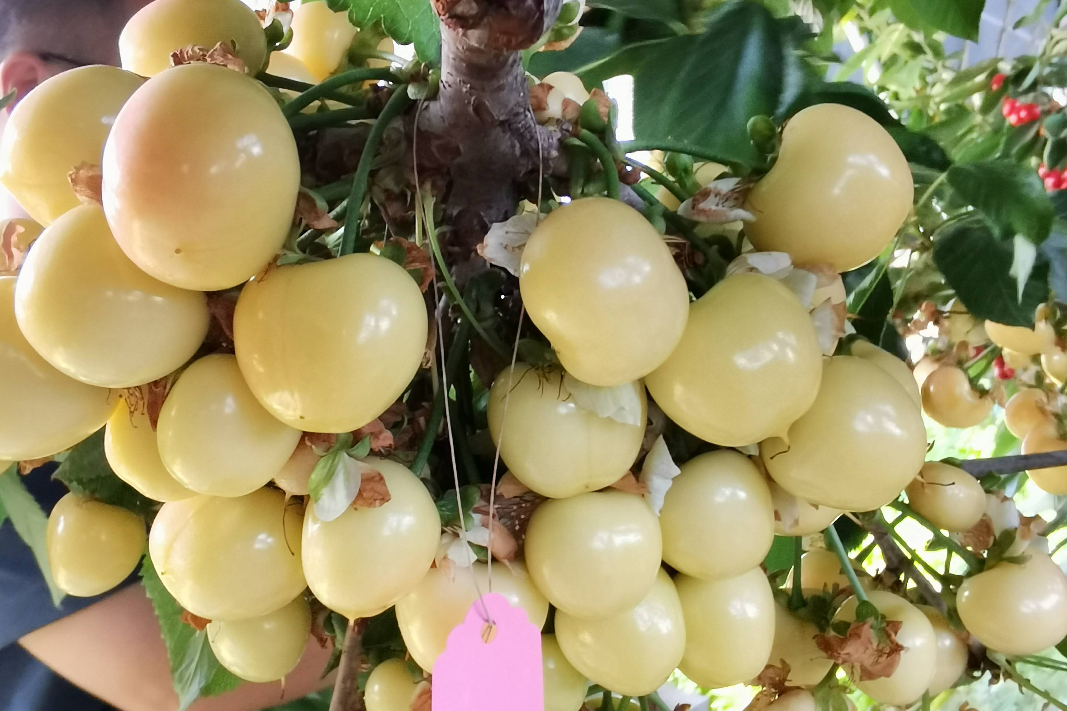 山东黄果樱桃品种新代表辉煌15樱桃树苗品种介绍