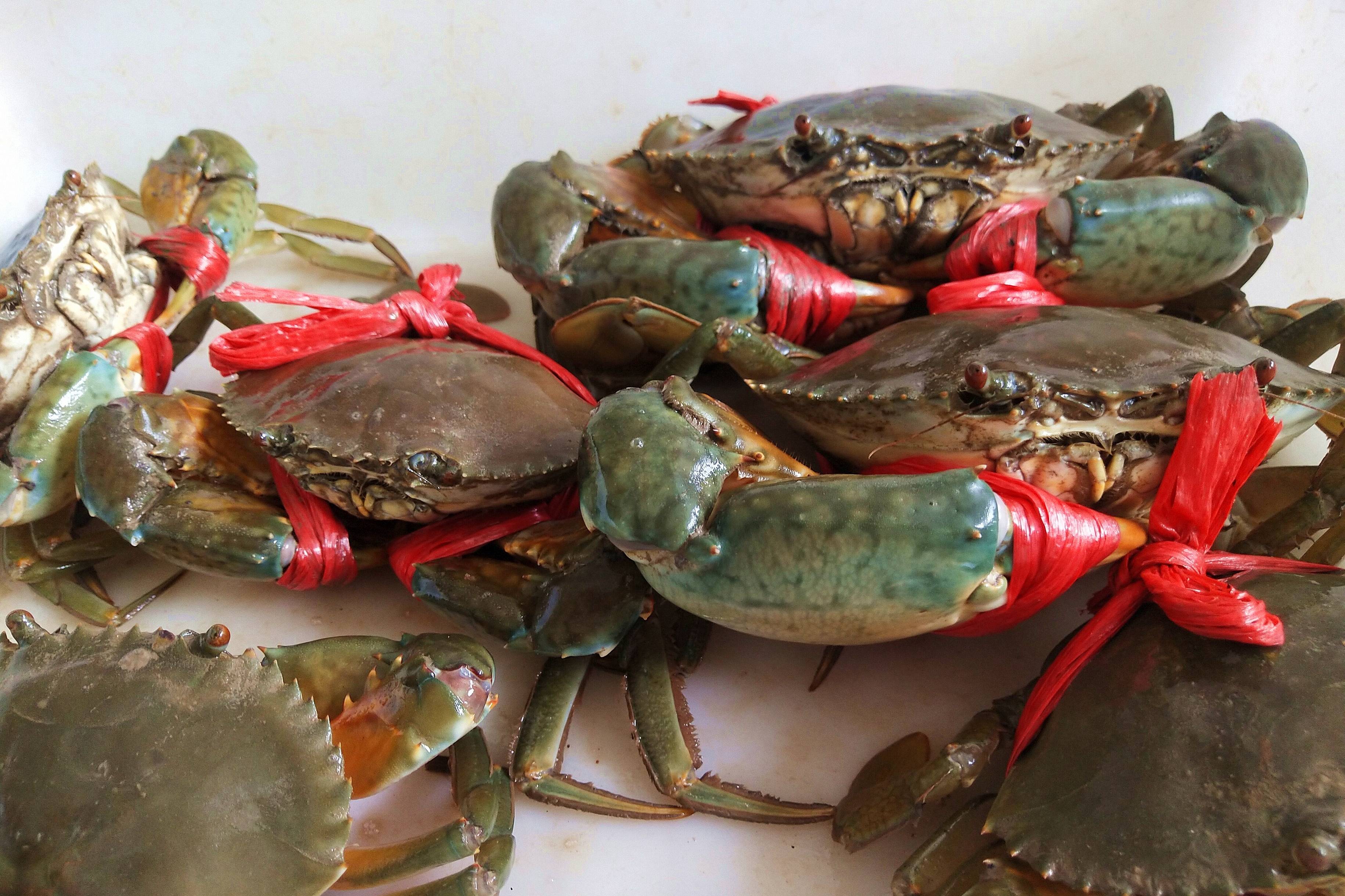 大批青蟹上岸蜕壳找蟹洞连抓几只在海边直接煎吃的过瘾