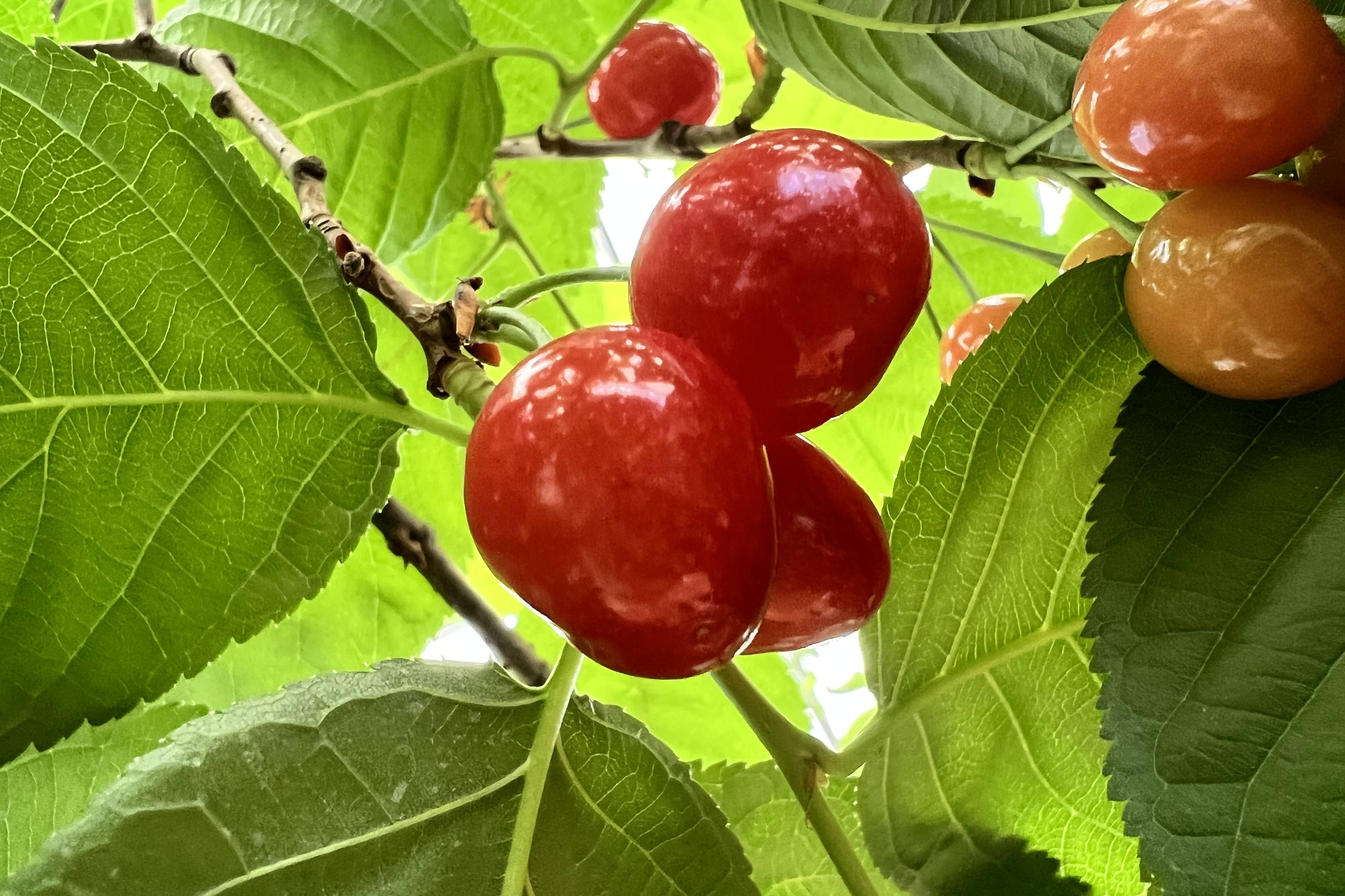 金堂客户到厚强樱桃苗基地采摘鸡心樱桃