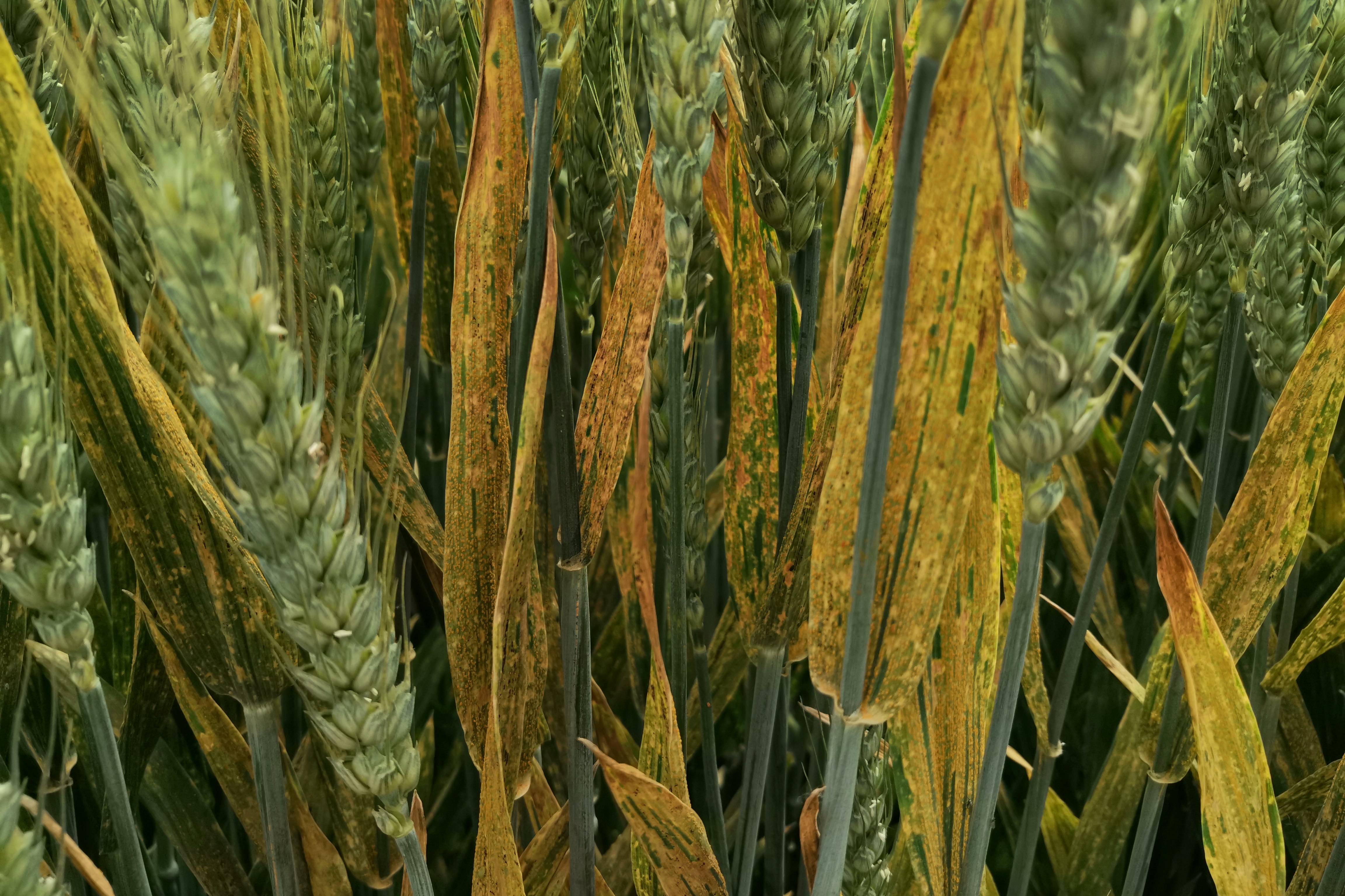 小麦条锈病进入爆发期做好这三点就能预防发生和蔓延