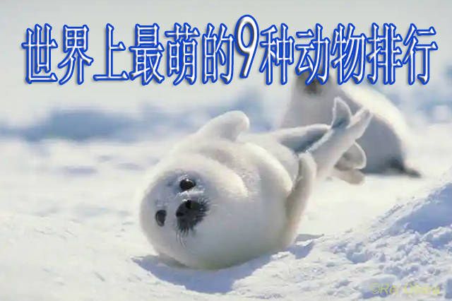 世界上最萌的9种动物排行萌翻你的眼