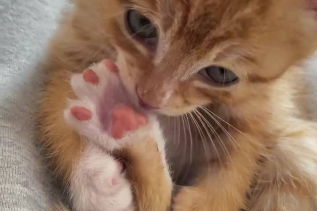 津津有味的啃jiojio