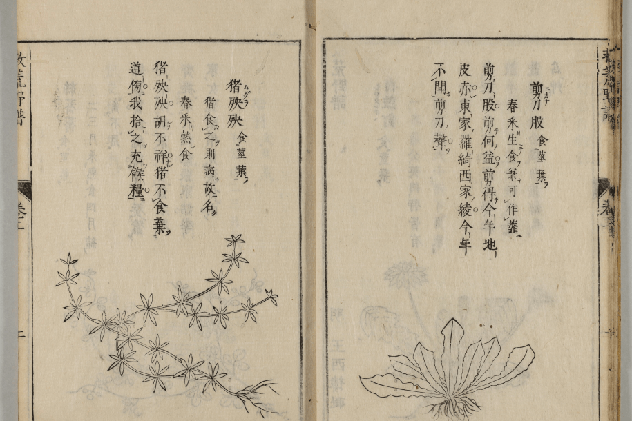 代引き人気 救荒野谱：明代医药学家姚可成著作_食物_食用_善本 和書