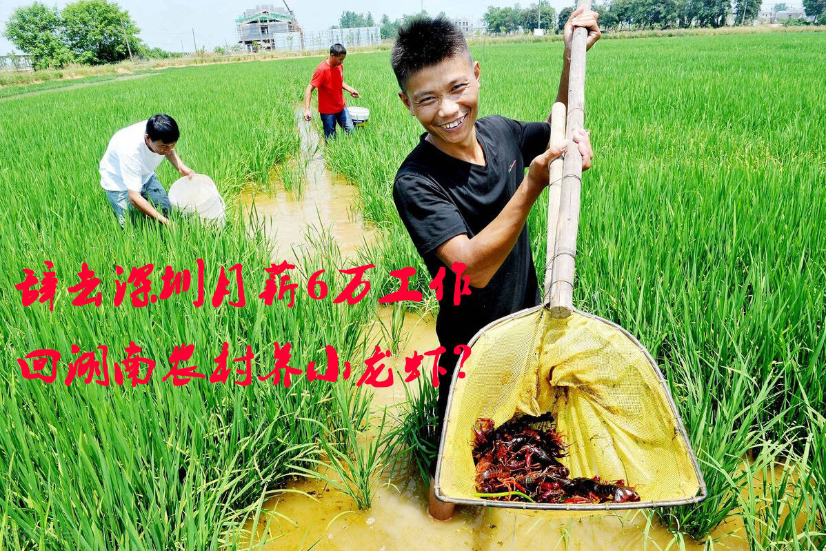 农村养殖龙虾补贴政策2019(农村养殖龙虾补贴政策2019年)