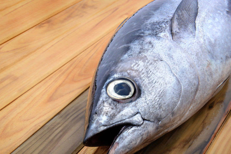 百公斤蓝鳍金枪鱼开鱼秀欢迎预定子野