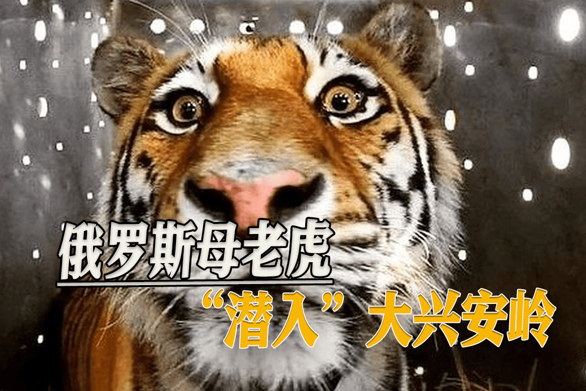 俄罗斯母老虎"潜入"大兴安岭_大兴安岭_母老虎_俄罗斯