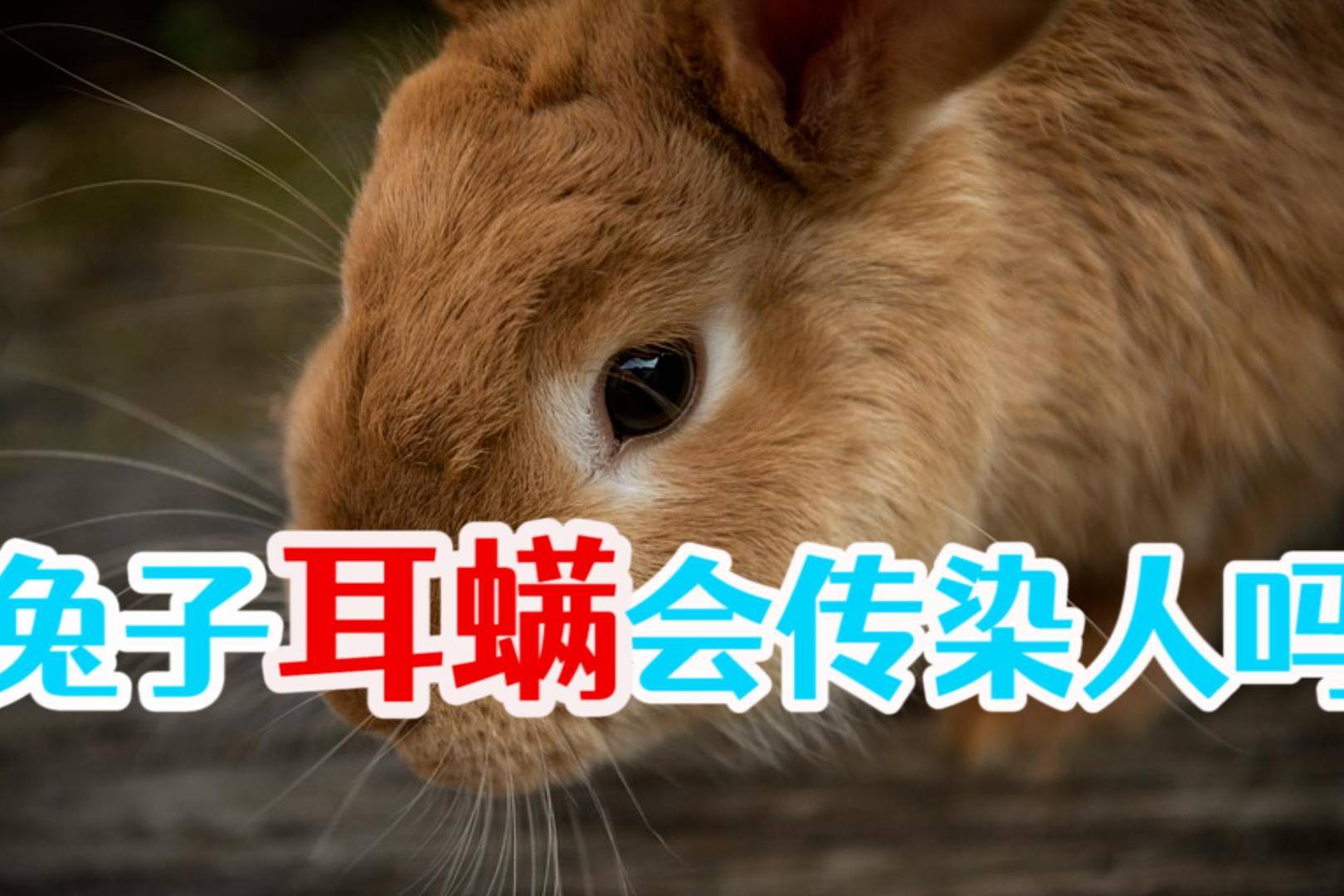 兔子耳螨会传染人吗