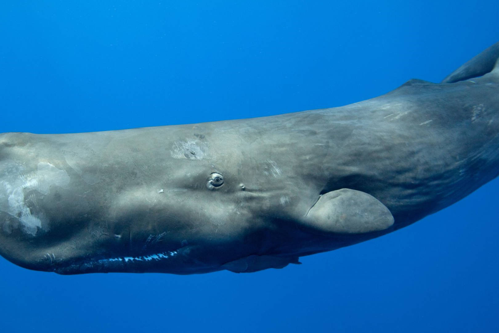盘点地球上最大的10种鲸鱼，座头鲸仅排第7，蓝鲸一天要吃4吨_搜狐网