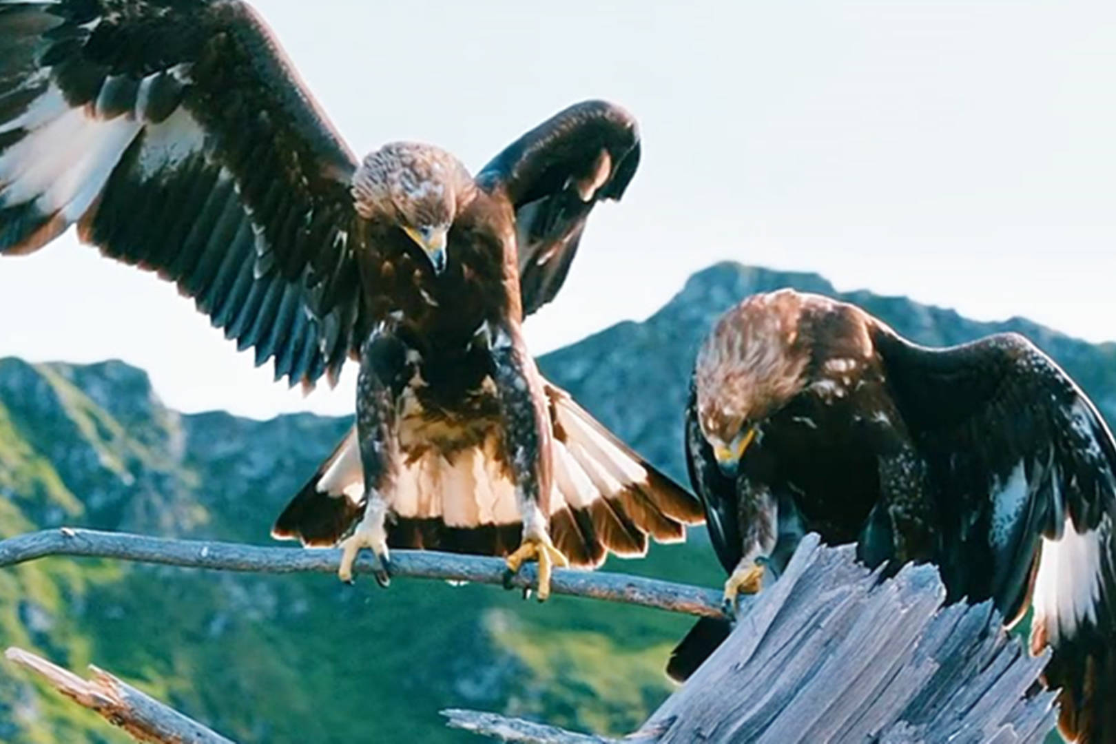 《追鹰日记》感动到自己无法流泪,放手也是一种成全!