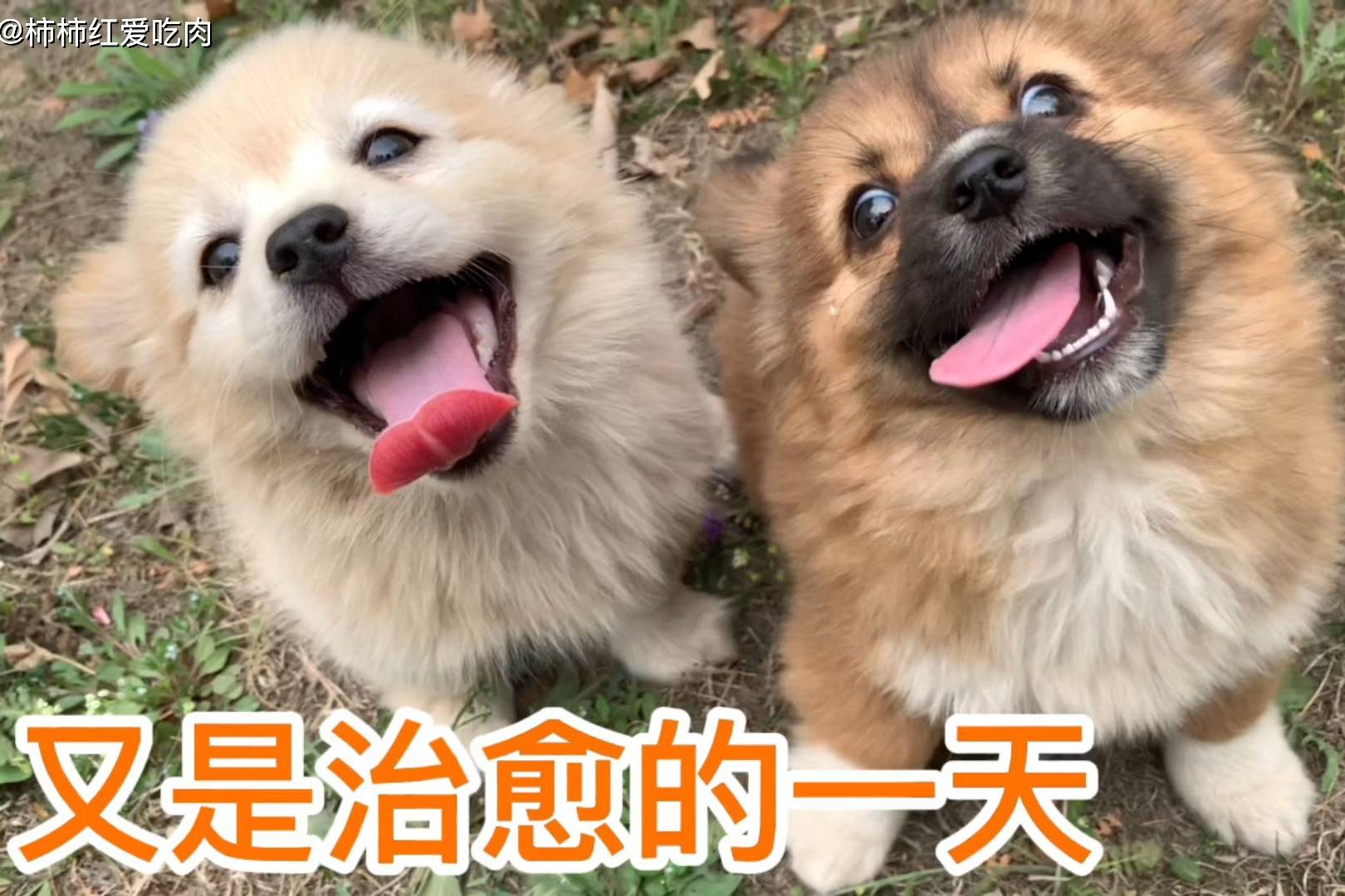 带小土狗在草地玩 发现田园犬在看地 又是被治愈的一天 草地 田园 治愈 带小土狗在草地玩 发现田园犬在看地 又是被治愈的一天 草地 田园 治愈
