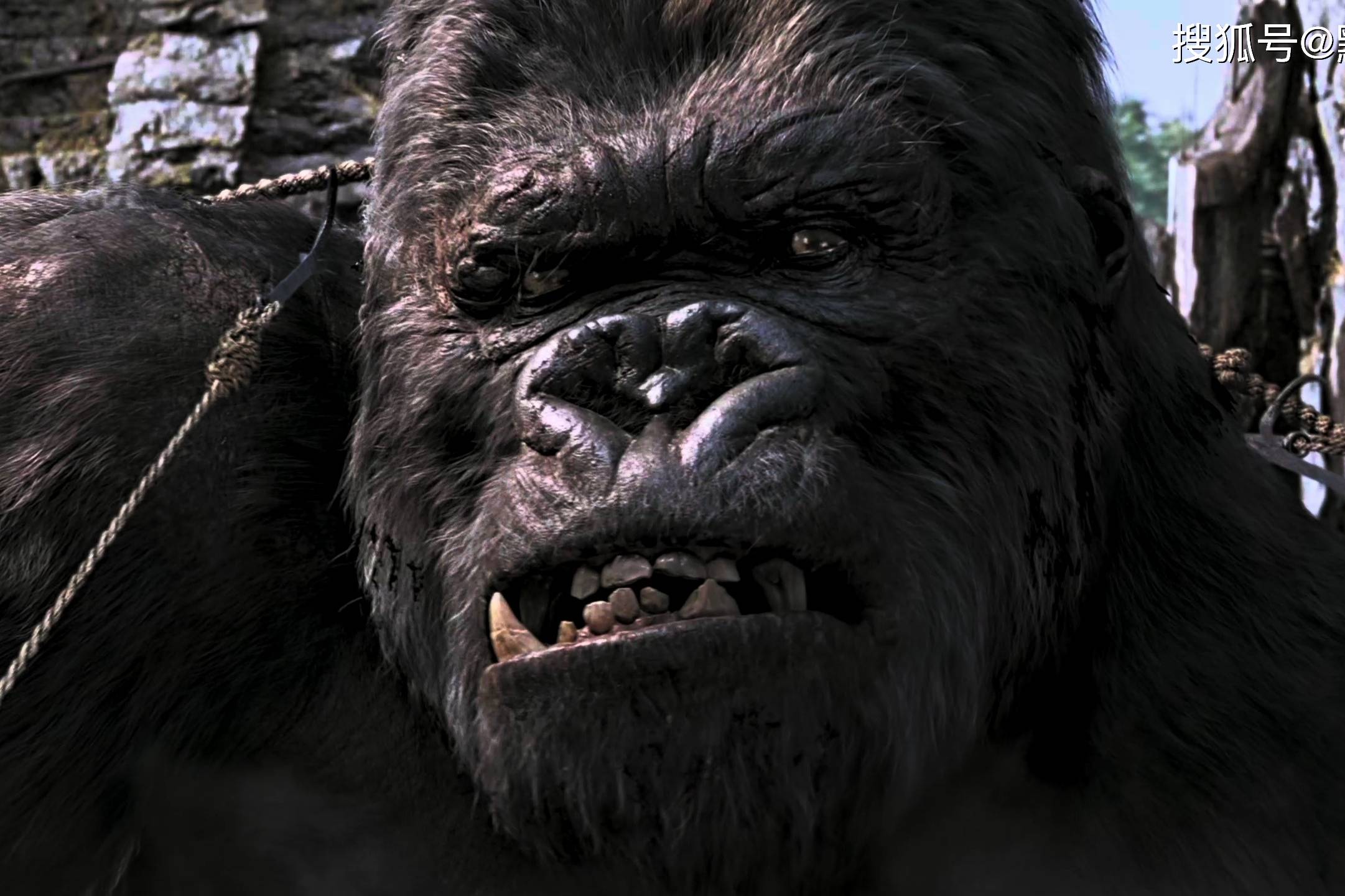 巨型大猩猩追美女被活捉