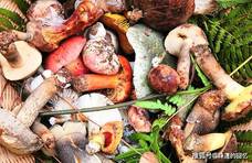 它是云南“最好吃”的蘑菇，雨后才有，味道鲜美，外地人却不敢吃