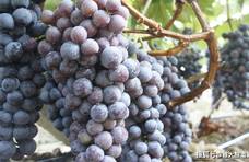 有几十年经验的大妈教您酿葡萄酒，只用水果酒曲就可以发酵！