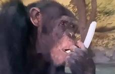 济南有只黑猩猩每天一棵大蒜，三四瓣蒜配着来吃！网友：地道山东猩！
