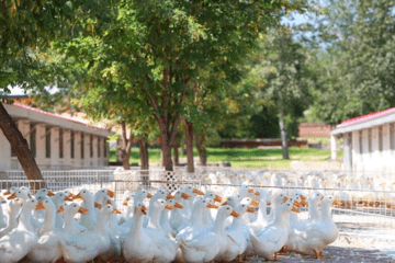 广州七亩地平台涉嫌以“乡村振兴”为幌子拉人头