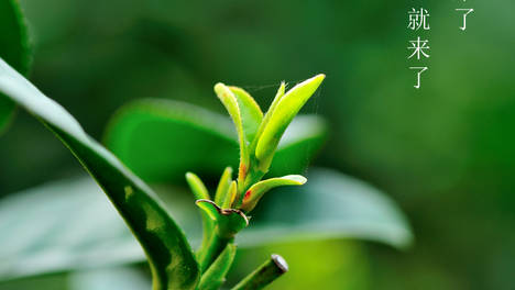 [福瑞璟茶业]喝春茶无须“洗茶”