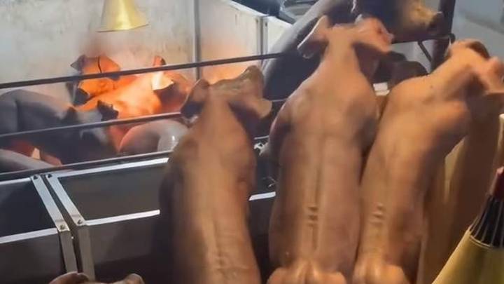 网友晒自家养的健美猪，背部臀部肌肉线条明显，你认为这是杜洛克猪吗？