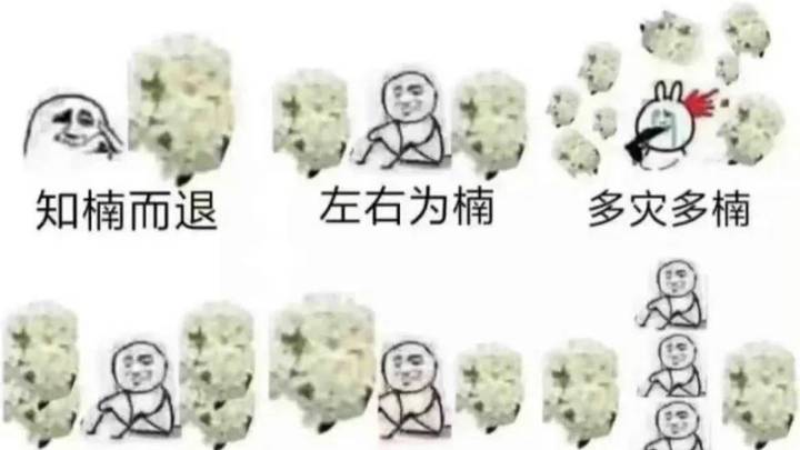 江苏浙江石楠花开了，你能接受吗？