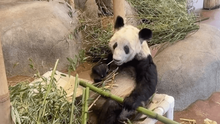 孟菲斯动物园为大熊猫丫丫举行送别活动，是出自真心吗？