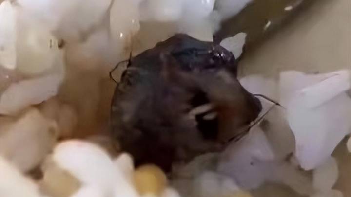 校领导带头在食堂吃饭，可以缓解矛盾吗？