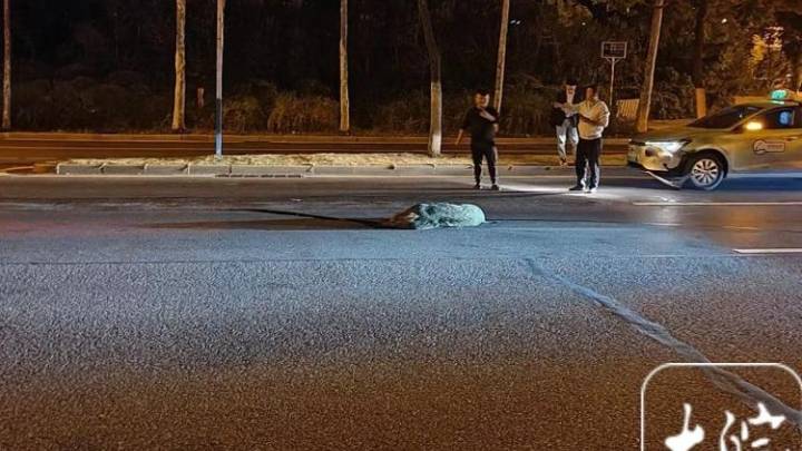 野猪深夜出没在合肥街头，与出租车相撞身亡，谁的责任更大？