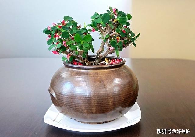 养一盆 麒麟花 名字吉祥 花色富贵 自卫