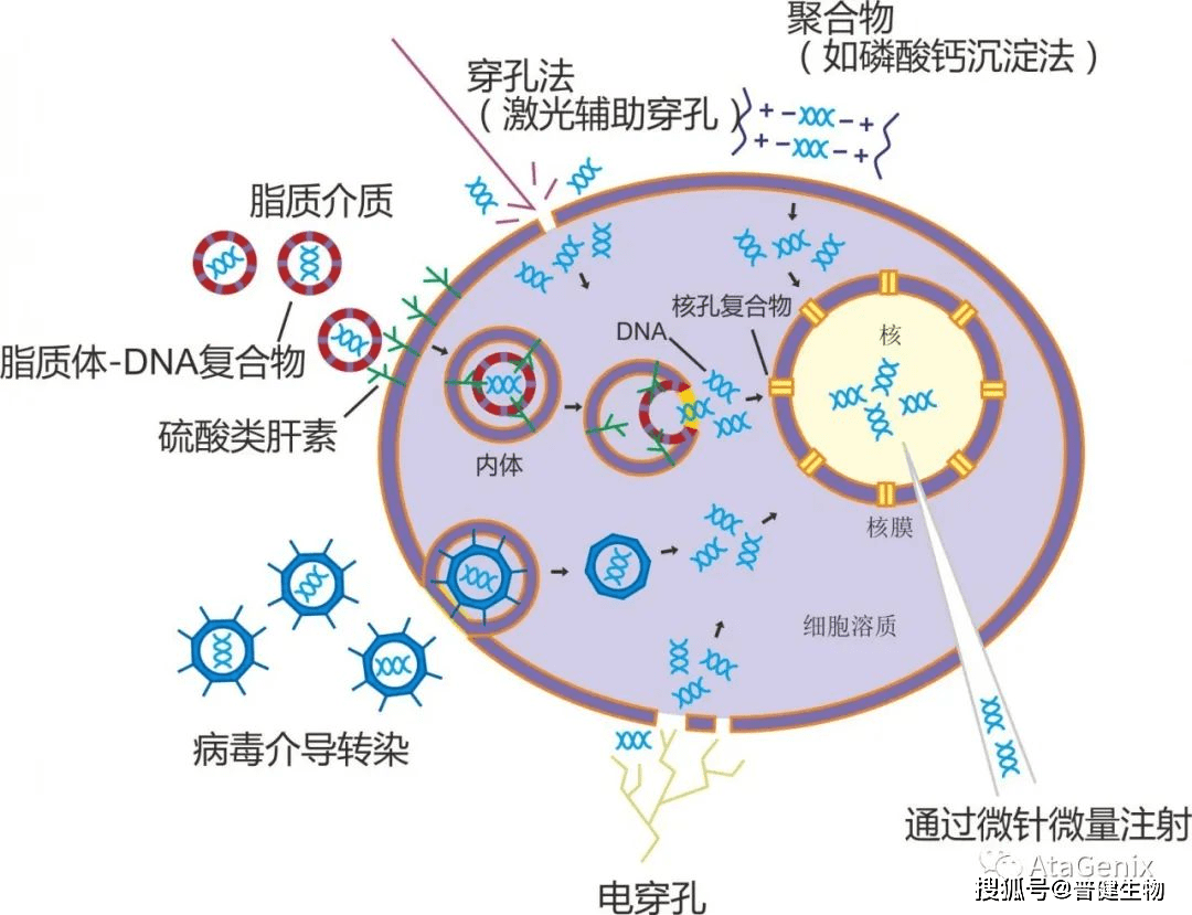 基因枪法图片