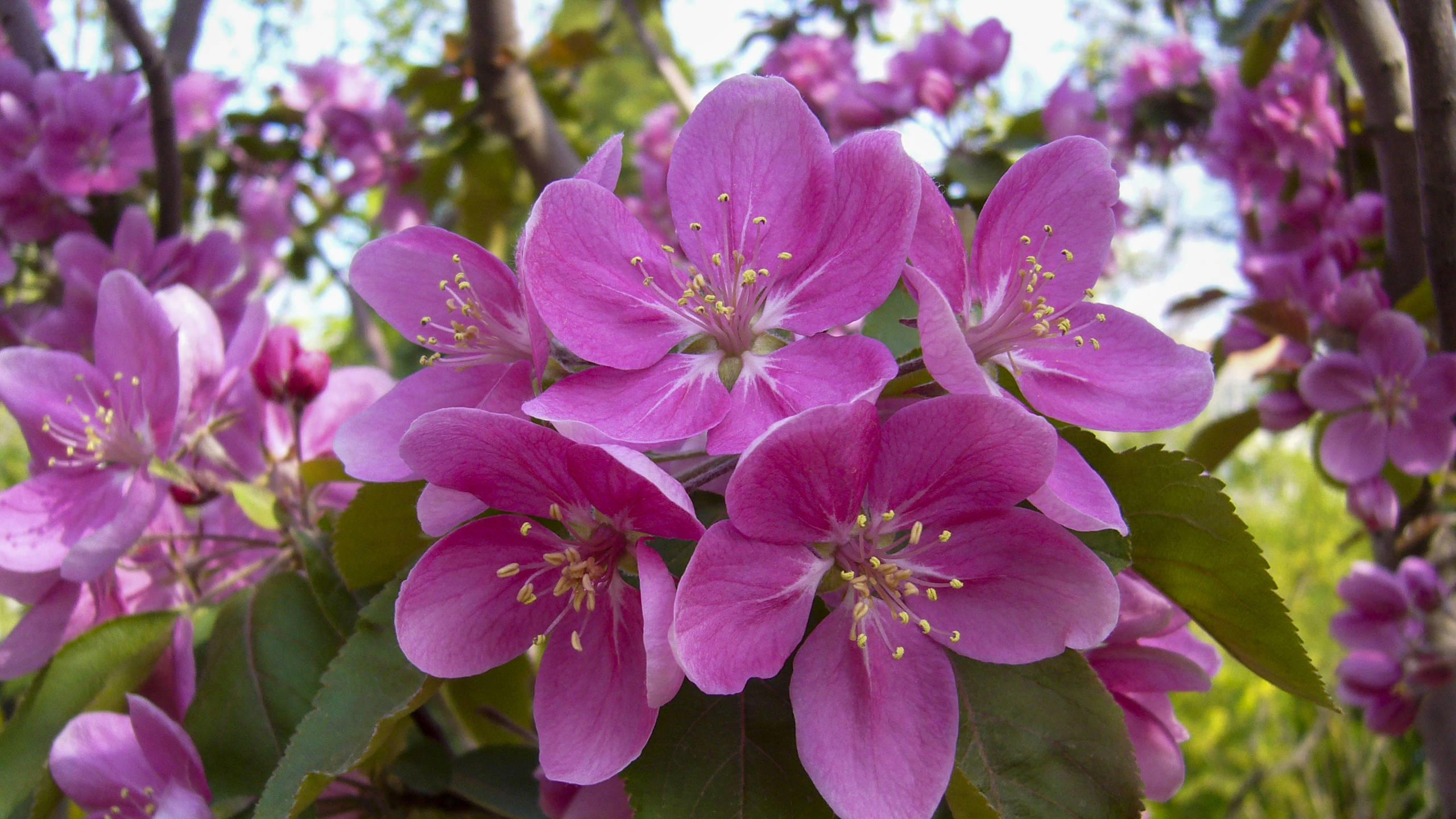 紫色王子海棠图片
