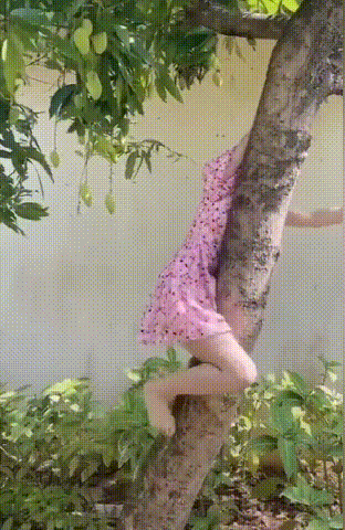 图片[1]-GIF搞笑段子：妹子，怎么敢穿着裙子爬树的，真不怕一片春光美好么！-妖次元